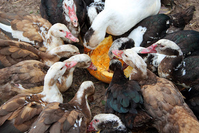 鸭与鹅 家禽养殖中的双重角色