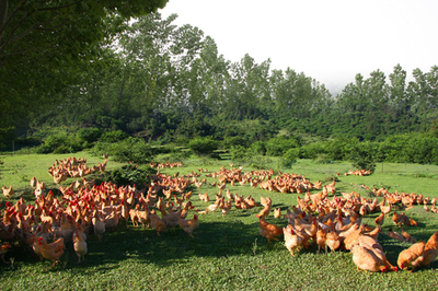 家禽饲料添加剂的选择 提升生长效率与降低患病机率