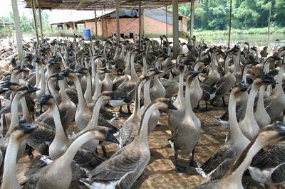 江门特产不止有陈皮，还有丰富的家畜养殖产业