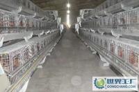 高品质全自动家禽牲畜喂料机械 提升养殖效率的未来选择