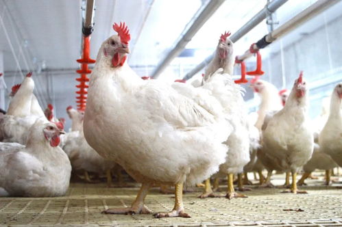 2021第二季度 中国家禽养殖的崎岖复苏之路