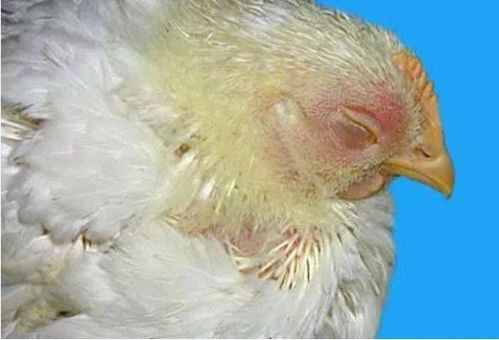 蛋鸡呼吸道疾病综合防治 预防与治疗策略详解