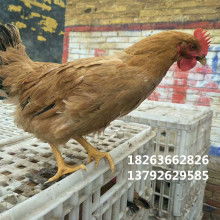 家畜养殖 传统与现代的融合之道