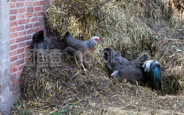 农场的繁荣基石 家禽与家畜养殖的和谐共生
