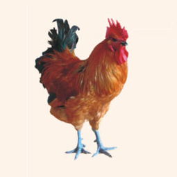 镇江浩顺欣喜养殖合作社 专业家禽家畜养殖的领航者