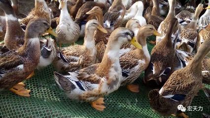 蛋鸭高效养殖管理技术要点