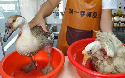 大雁与农家散养鹅的差异 老刘烹饪中的困惑