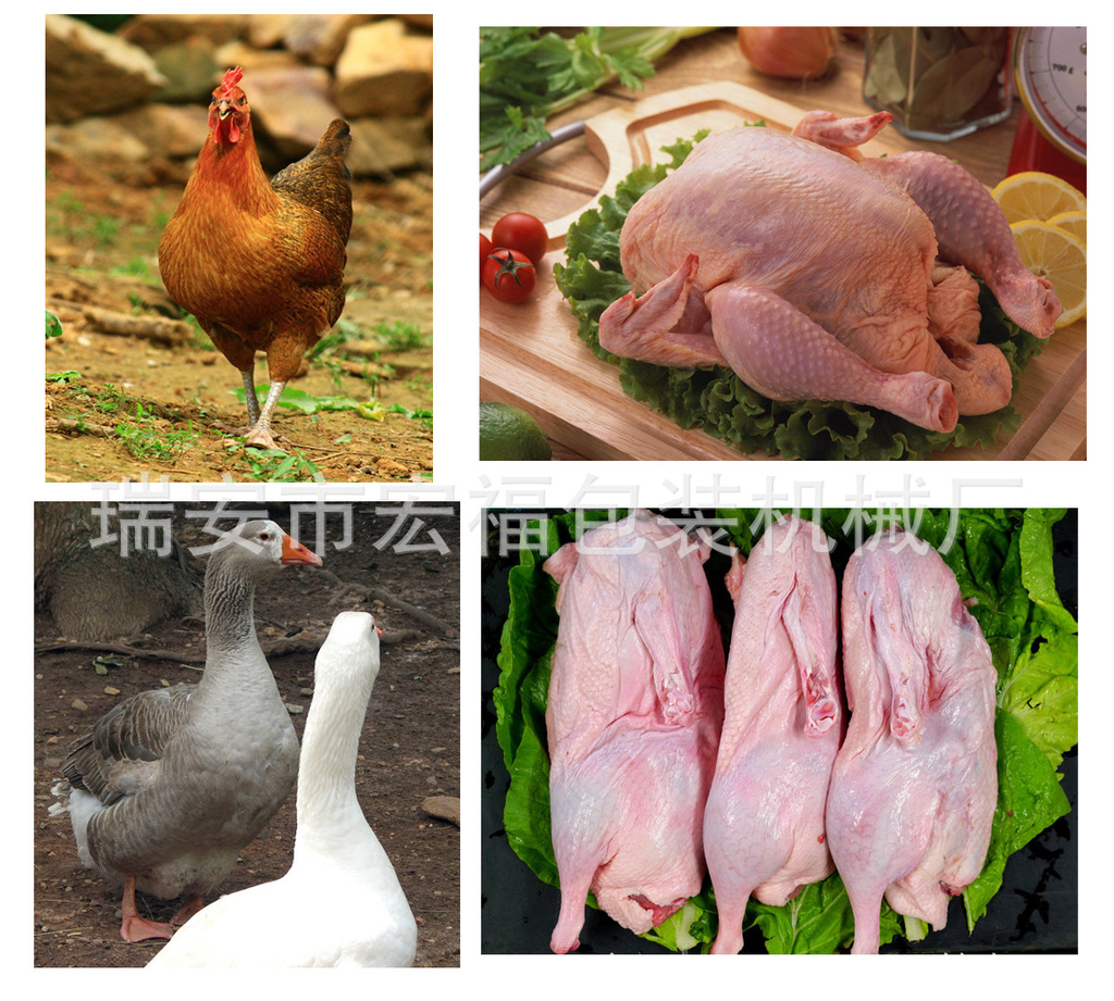 沿河生态鸡屠宰生产线正式投入使用，助力家禽产业升级