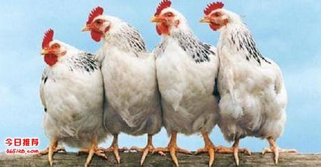 家禽与家畜养殖中的高效益生菌应用——30亿益生菌饲料添加剂